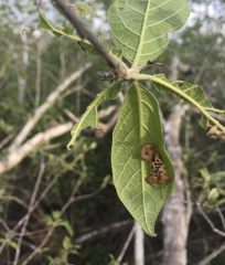 Centruroides chamela