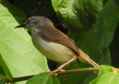 Prinia rufescens