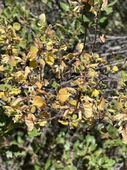 Clinopodium chandleri