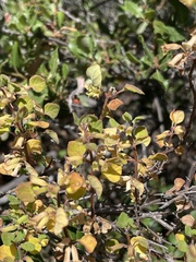 Clinopodium chandleri