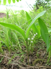 Convallaria keiskei