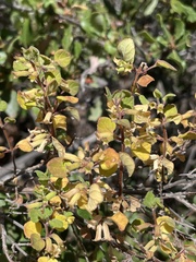 Clinopodium chandleri