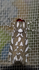 Arachnis dilecta