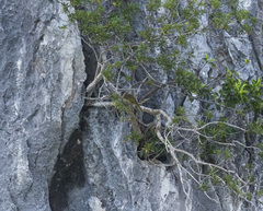 Pycnonotus finlaysoni