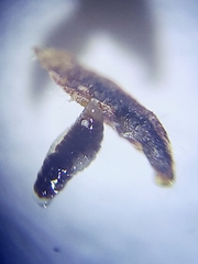 Ectoedemia platanella