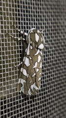 Arachnis dilecta
