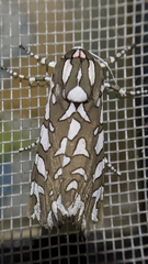 Arachnis dilecta