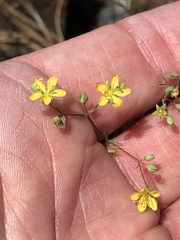 Hesperolinon bicarpellatum