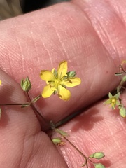 Hesperolinon bicarpellatum