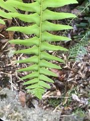 Galearis spectabilis