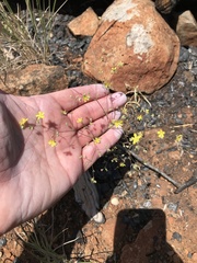 Hesperolinon bicarpellatum