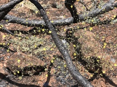 Hesperolinon bicarpellatum