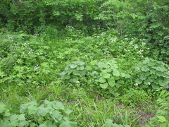 Cardamine leucantha