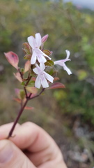 Dyschoriste burchellii