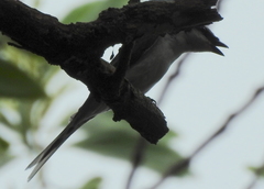 Pericrocotus divaricatus