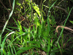 Pterostylis cardiostigma