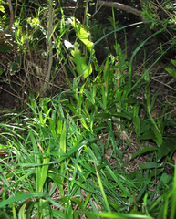 Pterostylis cardiostigma