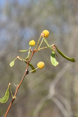 Vachellia swazica