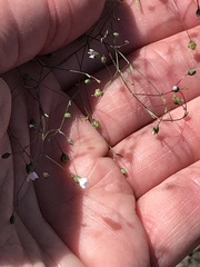 Hesperolinon micranthum