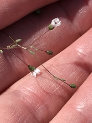 Hesperolinon micranthum