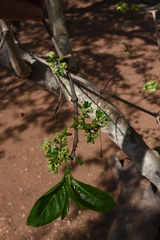 Vanguerieae