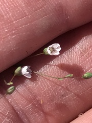 Hesperolinon micranthum