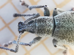Peritelini