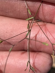 Hesperolinon micranthum