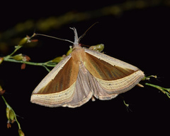 Hypena conscitalis