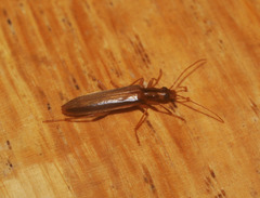 Thelyphassa lineata