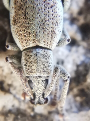 Peritelini