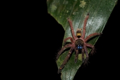 Ephebopus cyanognathus