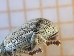 Peritelini