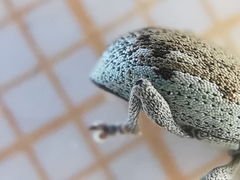 Peritelini