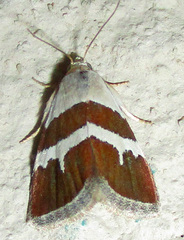 Eublemma alexi