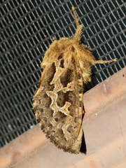 Oncopera intricoides