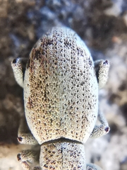 Peritelini