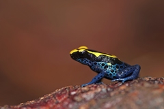 Dendrobates tinctorius