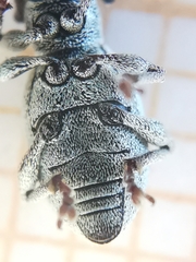 Peritelini