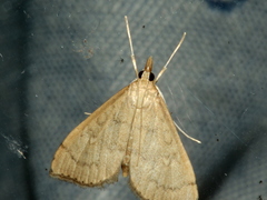 Metasia dicealis