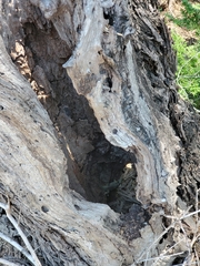 Sceloporus cyanogenys