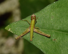 Euschmidtiidae