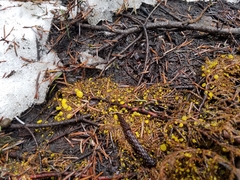 Chloroscypha flavida