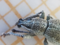 Peritelini