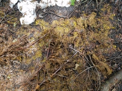 Chloroscypha flavida