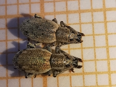 Peritelini