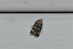 Martyringa latipennis