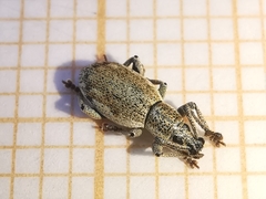 Peritelini