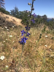 Delphinium distichum