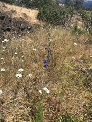 Delphinium distichum